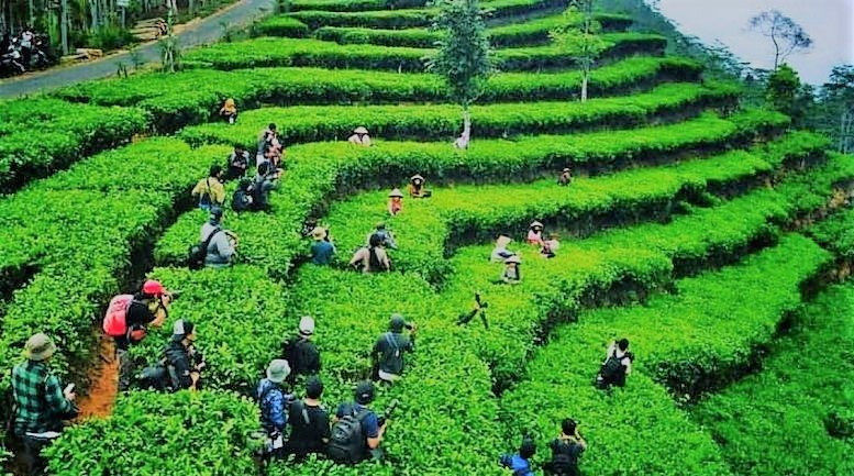 Nglinggo Tea Plantation景点图片