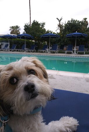 Holiday House Palm Springs主图