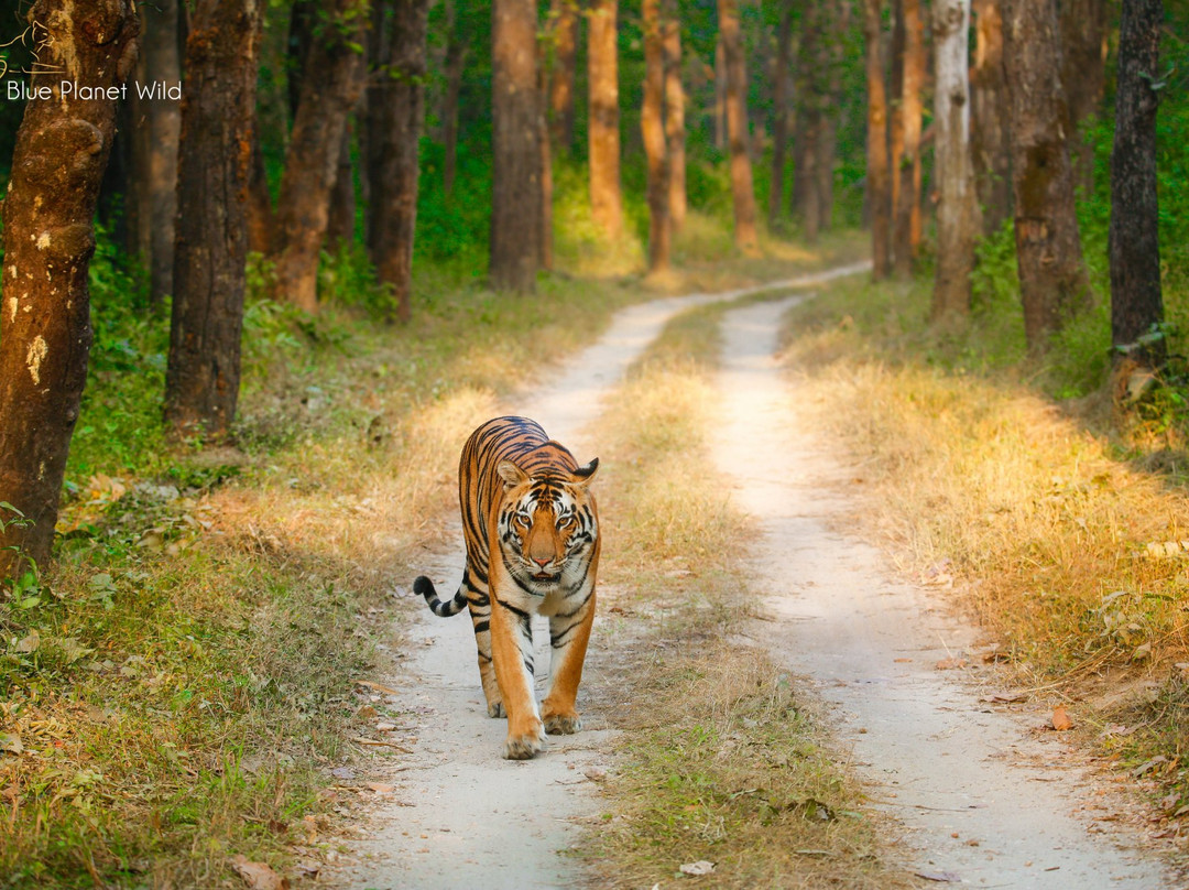 Kanha National Park景点图片