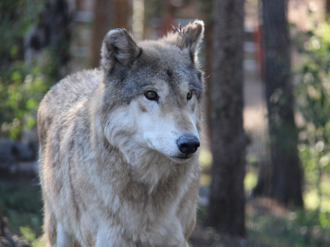 Colorado Wolf and Wildlife Center景点图片