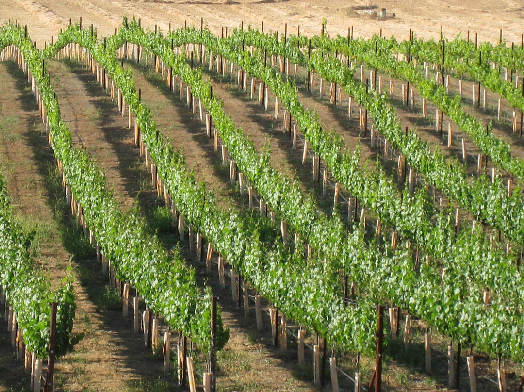 Chuparosa Vineyards景点图片