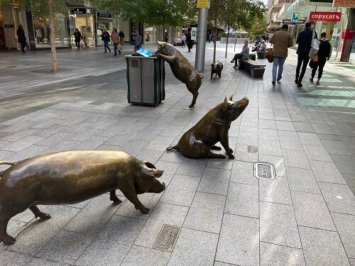 The Rundle Mall Pigs-阿德莱德必去景点