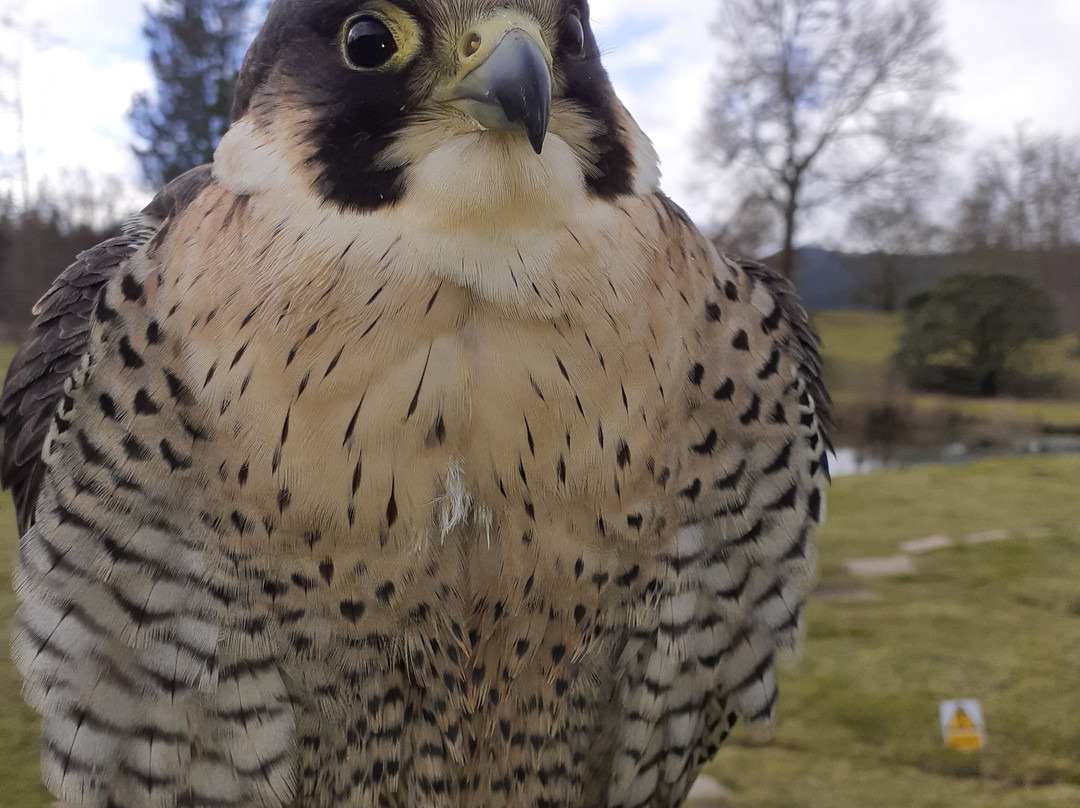 Kintail Birds of Prey Argyll景点图片