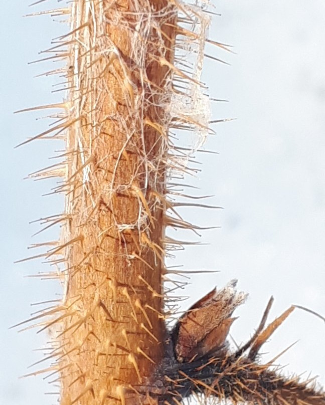 McBeth House-温尼伯必去景点