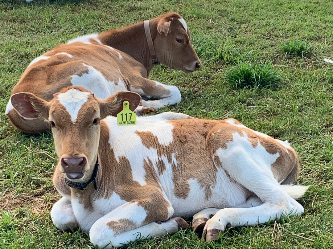 Maleny Dairies景点图片