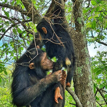 Gombe Stream National Park-Gombe National Park必去景点