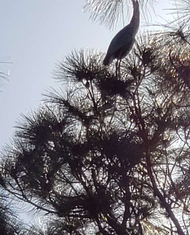 Ollie's Pond Park-夏洛特港必去景点