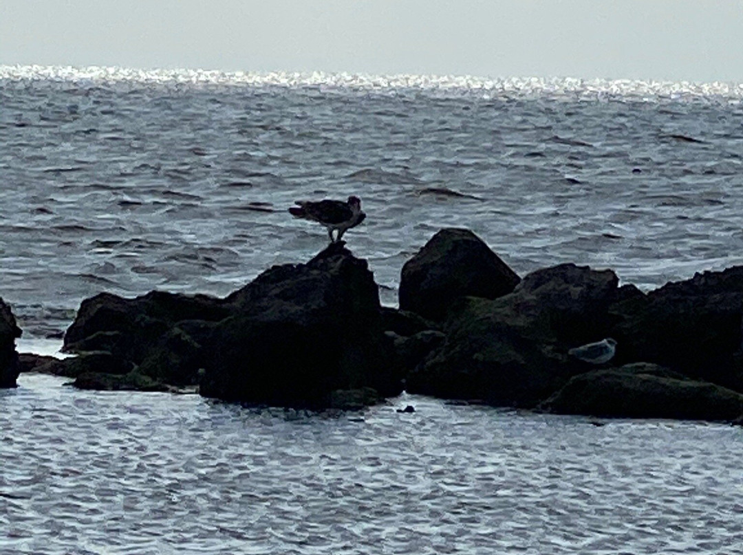 Fort Island Gulf Beach景点图片