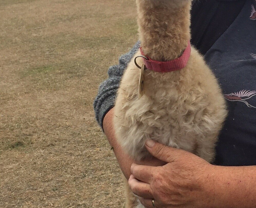 Sherlin Alpacas-West Melton必去景点