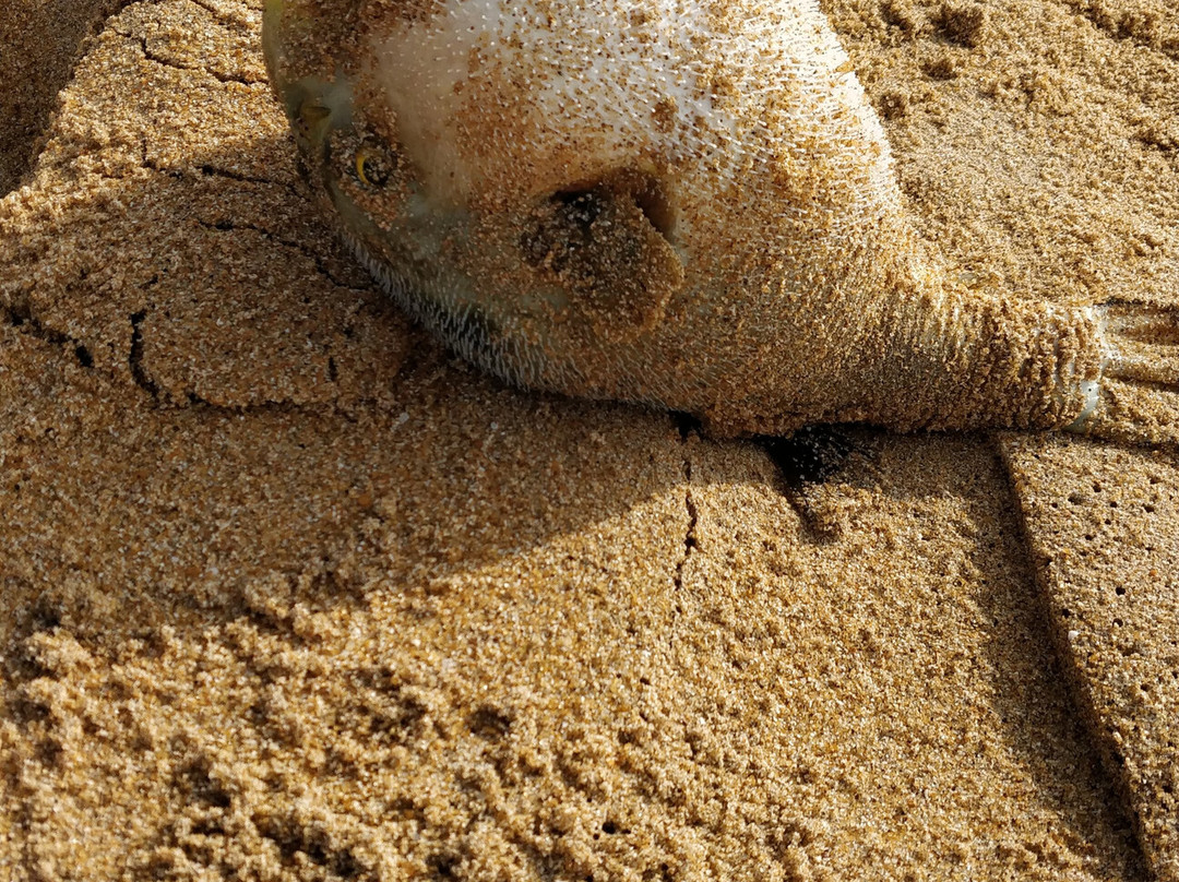 塔巴派尼度假酒店主图