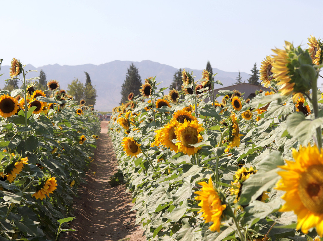 Apple Annie's Orchard-Willcox必去景点
