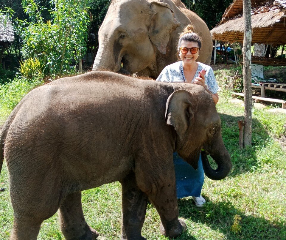 Chiangmai Elephant Home-清迈必去景点