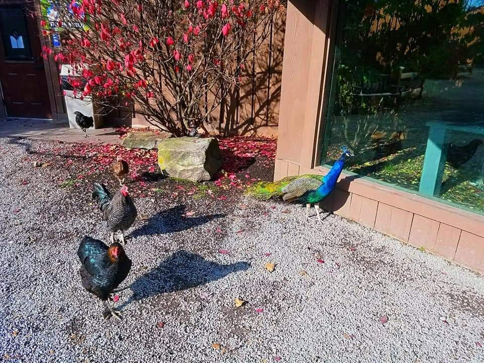 Log Cabin Lodge and Suites主图