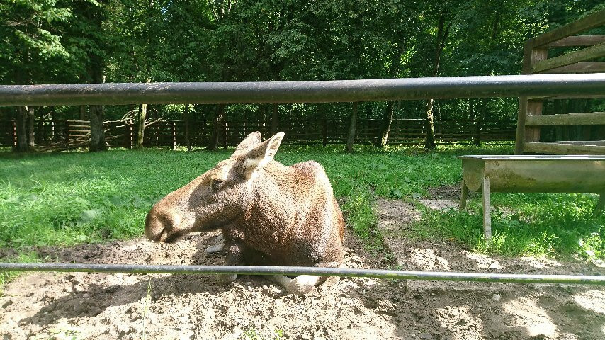 European Bison Reservation-Bialowieza必去景点