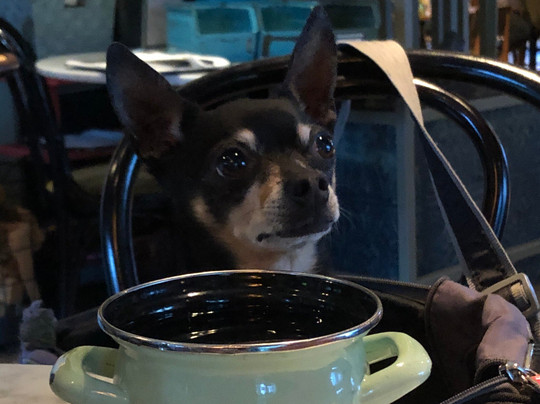 Poortugaal旅游攻略图片