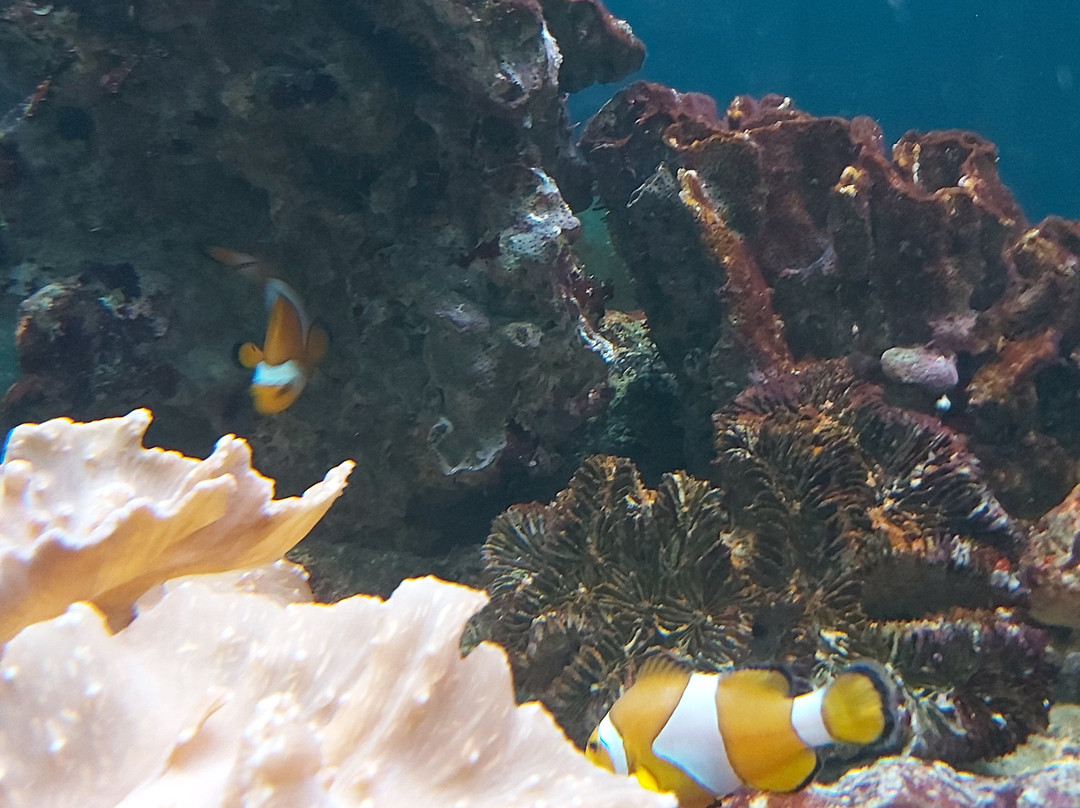 Acquario Mediterraneo dell'Argentario景点图片