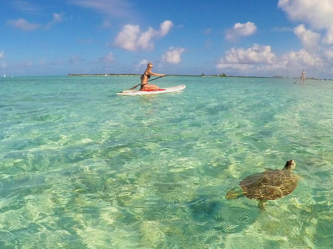 Turtle Eco-Tour - Paddling with Eco-Guide through the National Marine Park-格雷斯湾必去景点