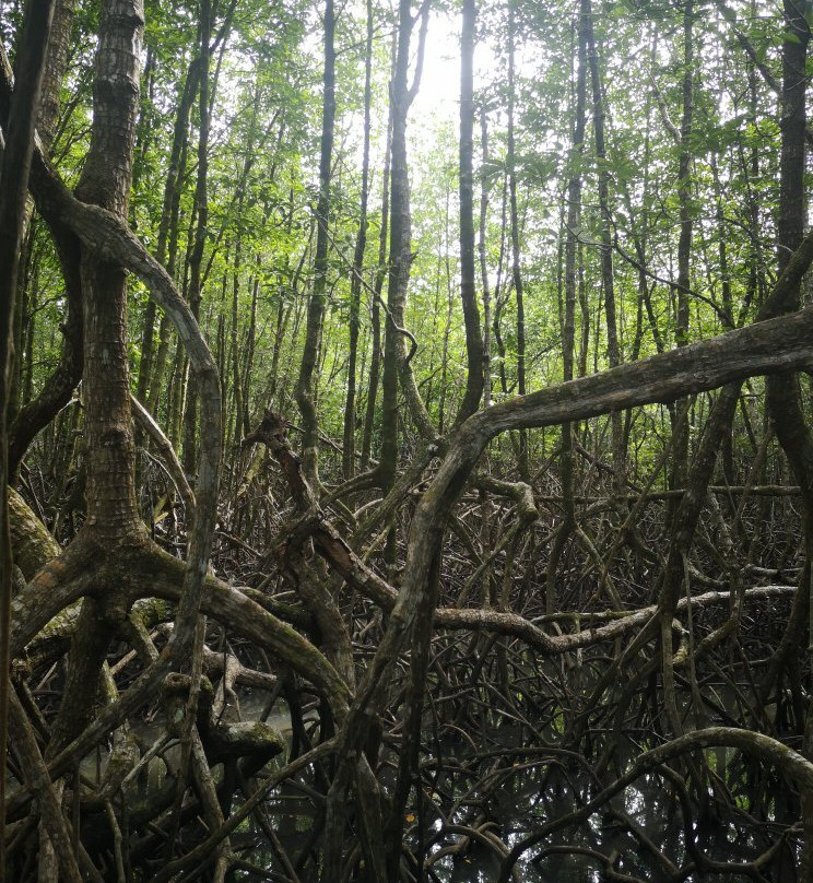 Salakphet Mangrove Walkway-桐艾必去景点