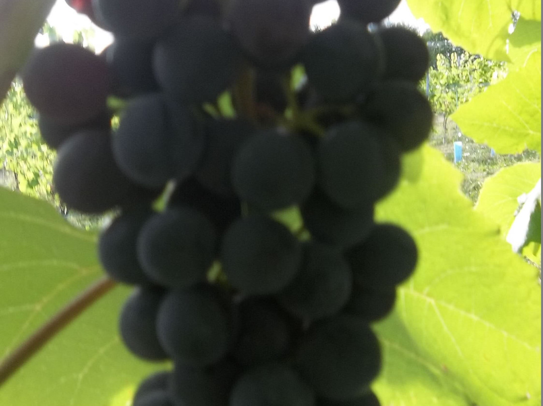 Olde Lantern Inn and Vineyard主图