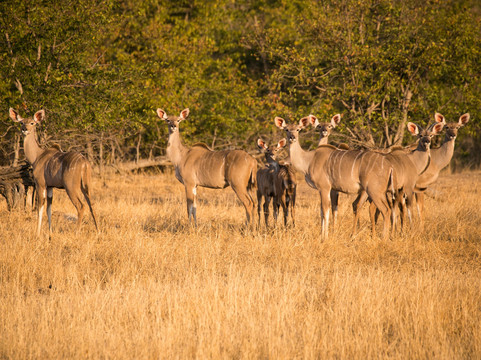 Abelana Game Reserve旅游攻略图片