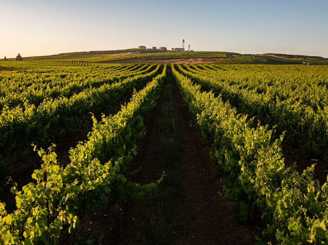 Ben Zimra Winery-Kerem Ben Zimra必去景点