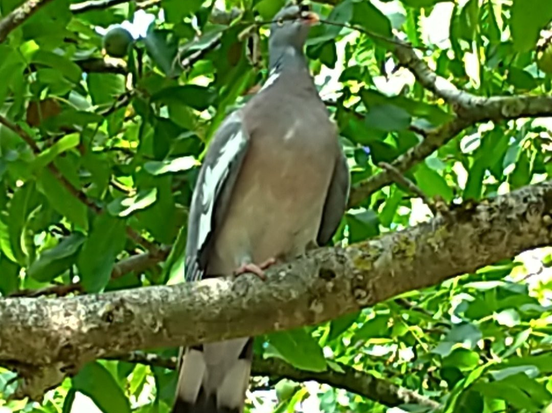 ZooParc de Beauval-圣艾尼昂必去景点