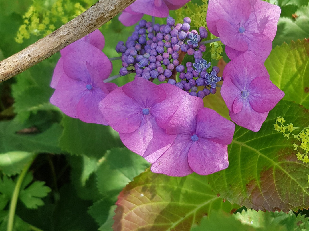 Vandeleur Walled Garden & Visitor Centre-Kilrush必去景点