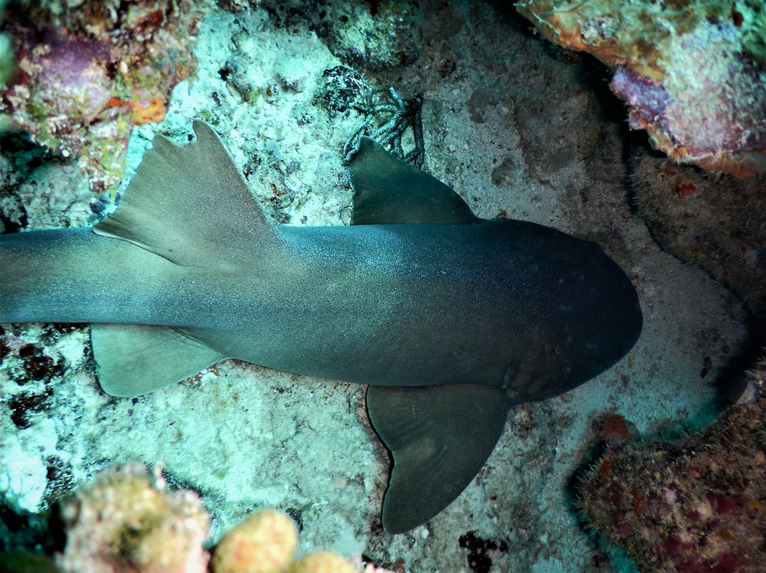 Dive Carriacou-Carriacou Island必去景点