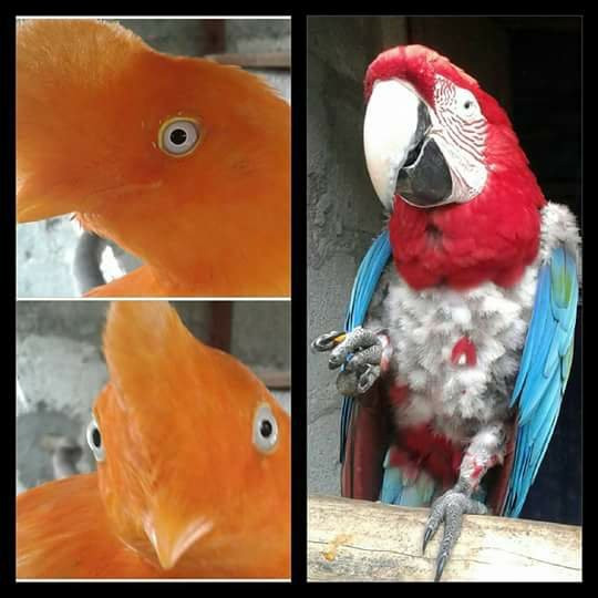 Zoologico el Gallito de las Rocas-拉梅尔塞必去景点