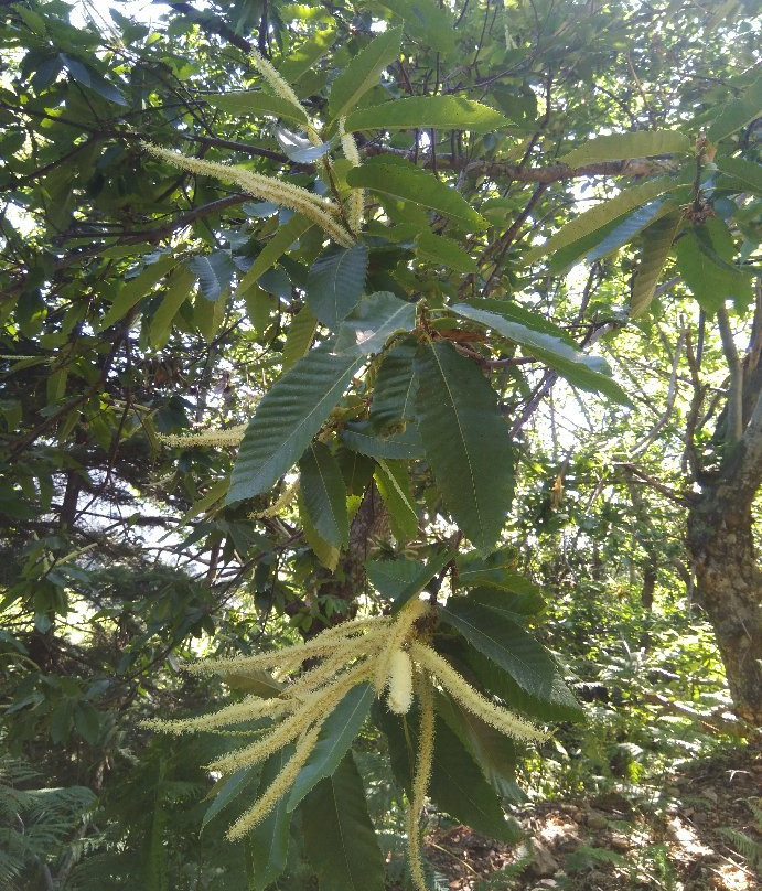 Forest Steni Evia-Steni Dirfyos必去景点