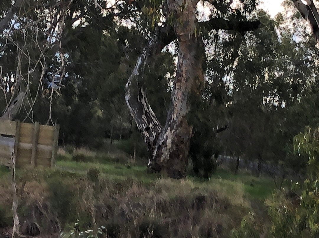 Yanga Track-霍舌姆必去景点