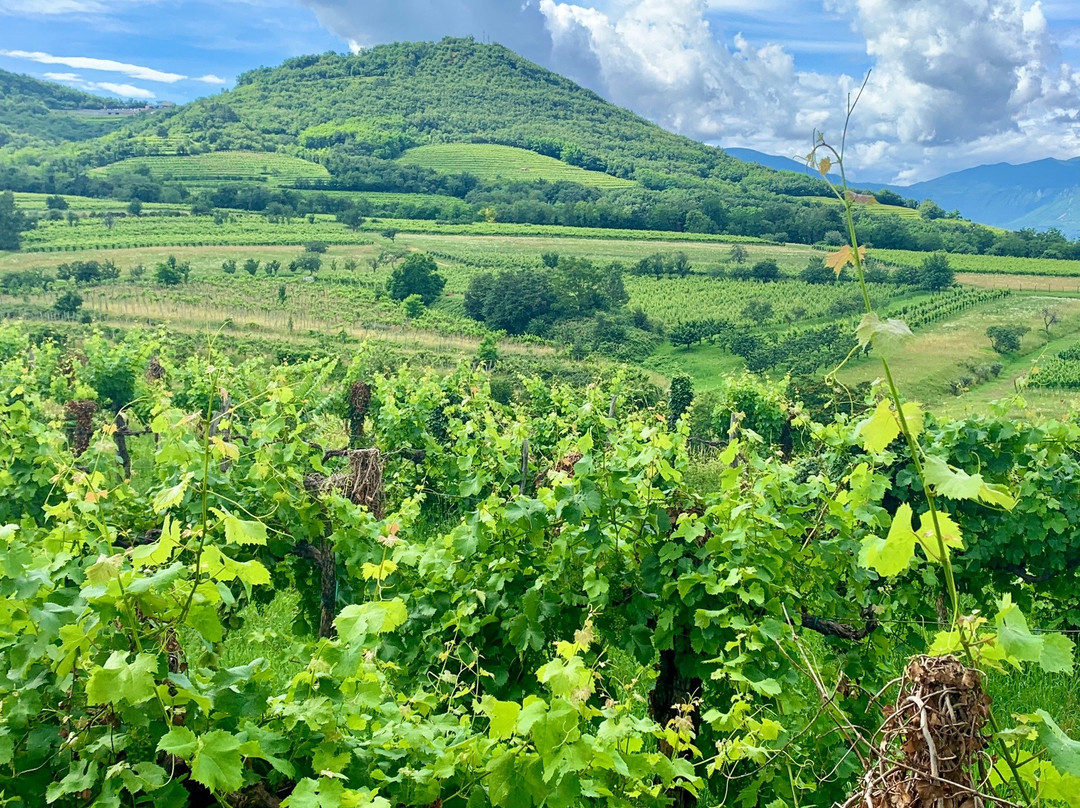 Vino Žorž景点图片