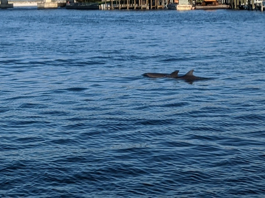 The Fun Boats Dolphin Cruises-橙色海湾必去景点