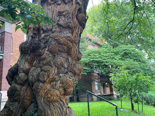 The Witches' Tree-路易斯维尔必去景点