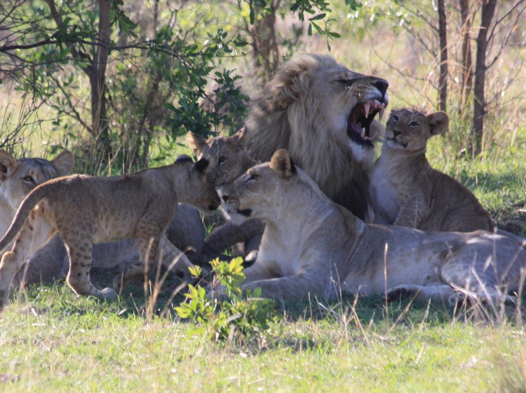Honeyguide Ranger Camp-Entabeni Game Reserve必去景点