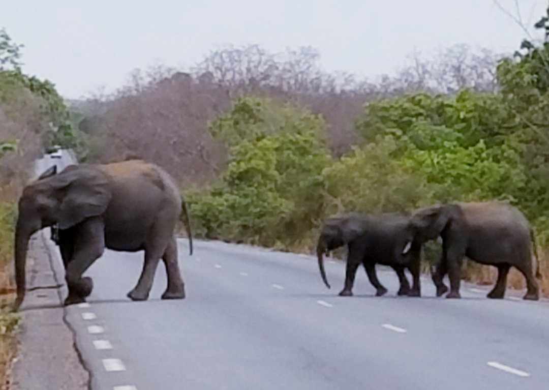 Reserve de Nazinga-瓦加杜古必去景点