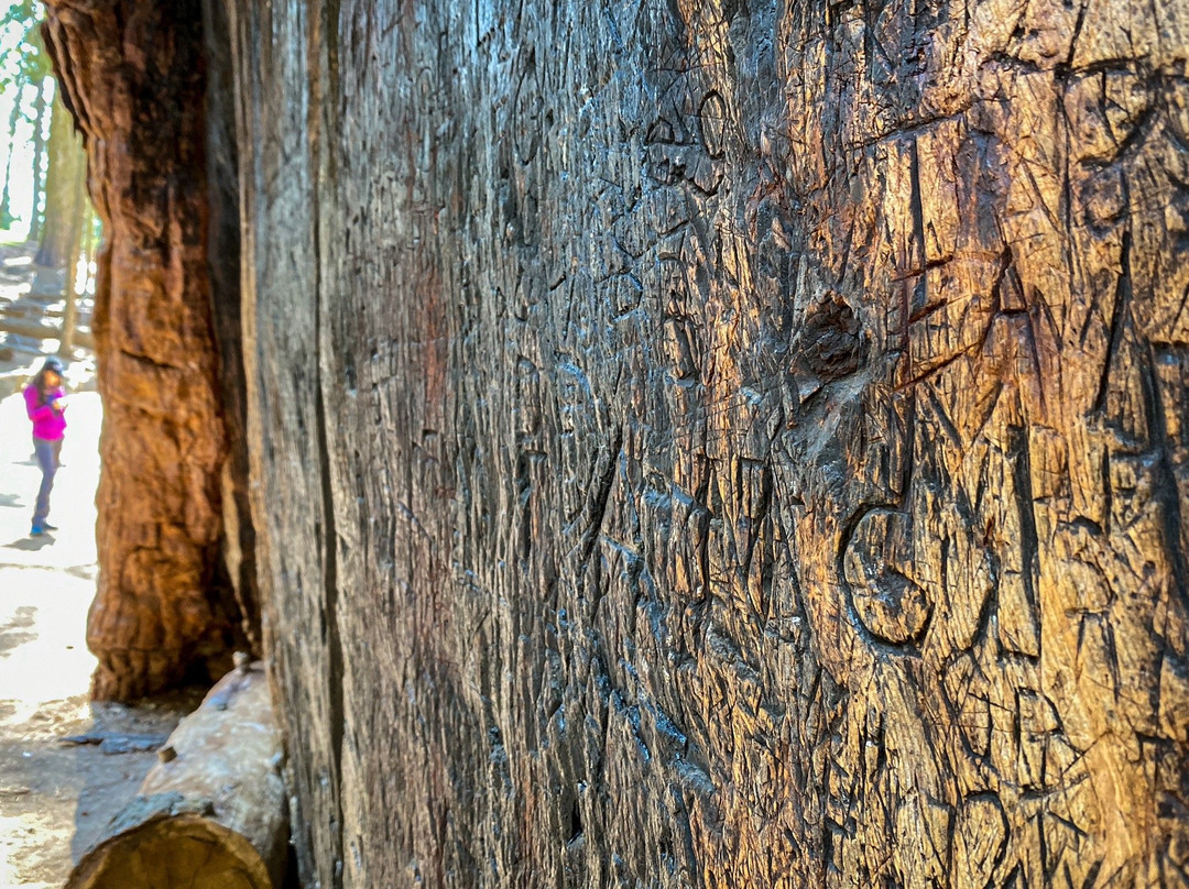 California Tunnel Tree-优胜美地国家公园必去景点