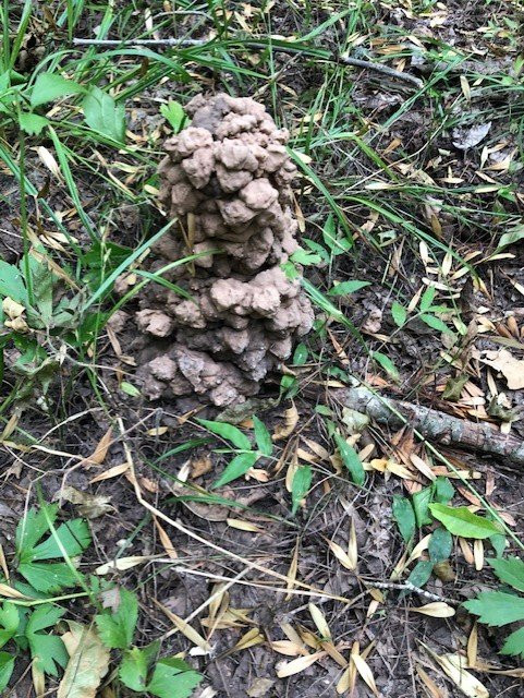 Cullinan Park-舒格兰必去景点