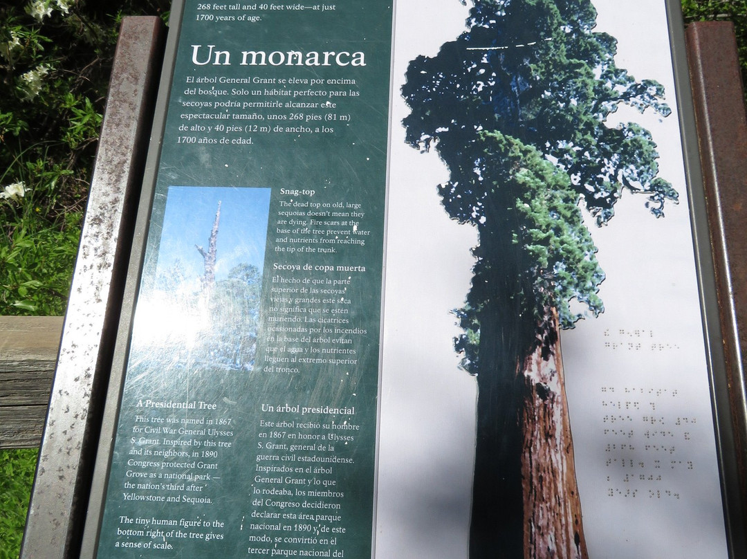 General Grant Tree Trail-红杉&国王峡谷国家公园必去景点