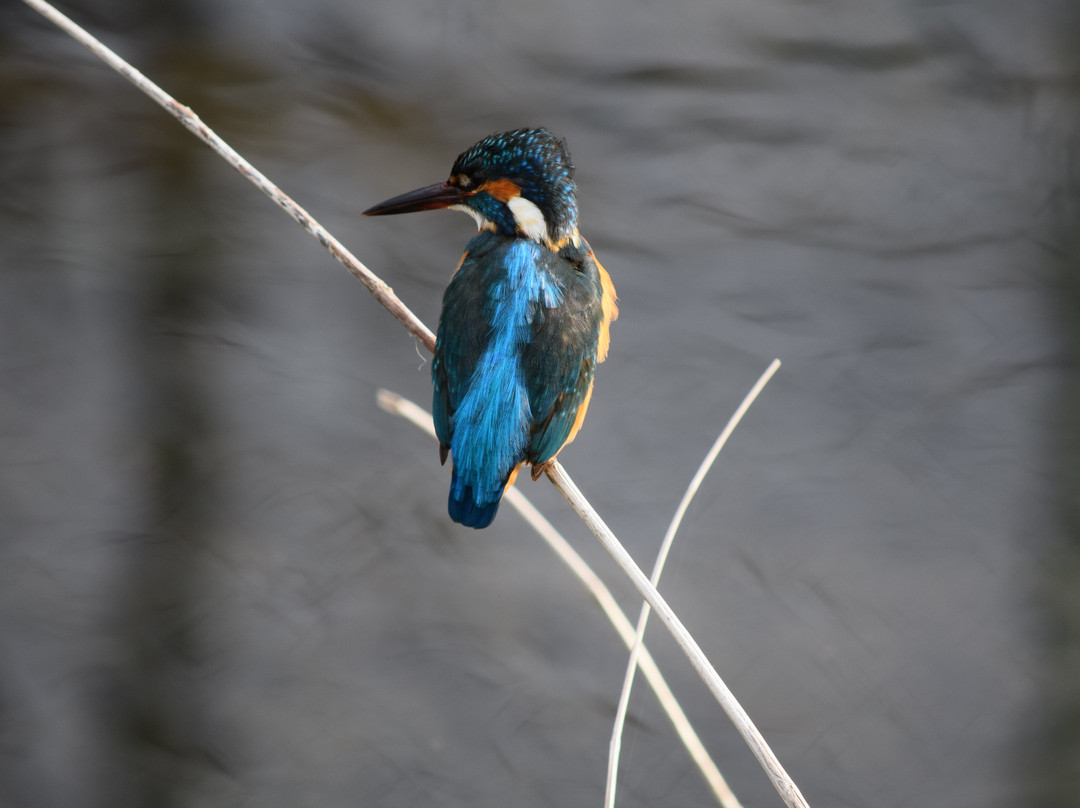 Ochiai River and Minamisawa Springs-东久留米市必去景点