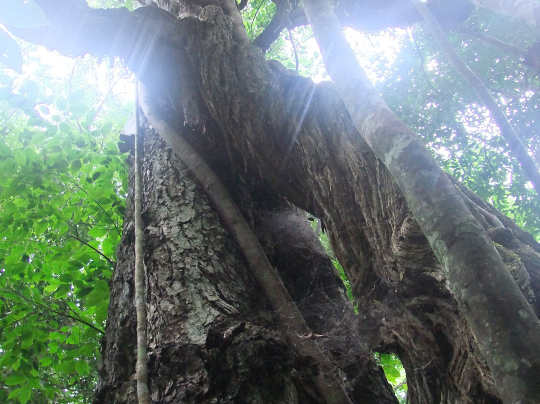 Budongo Forest-Western Region必去景点