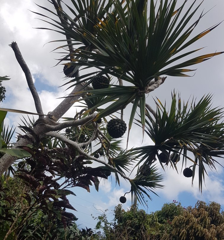 Plantation Crown and Hawk Botanical Garden-圣 托马斯必去景点
