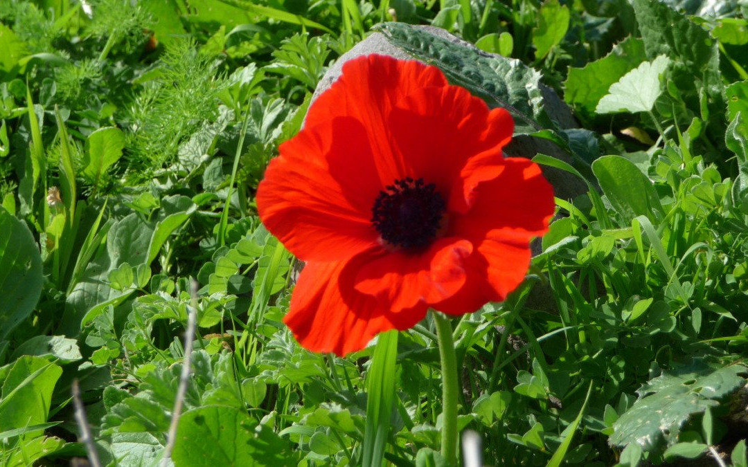 Yehudiya Forest Nature Reserve-Katzrin必去景点
