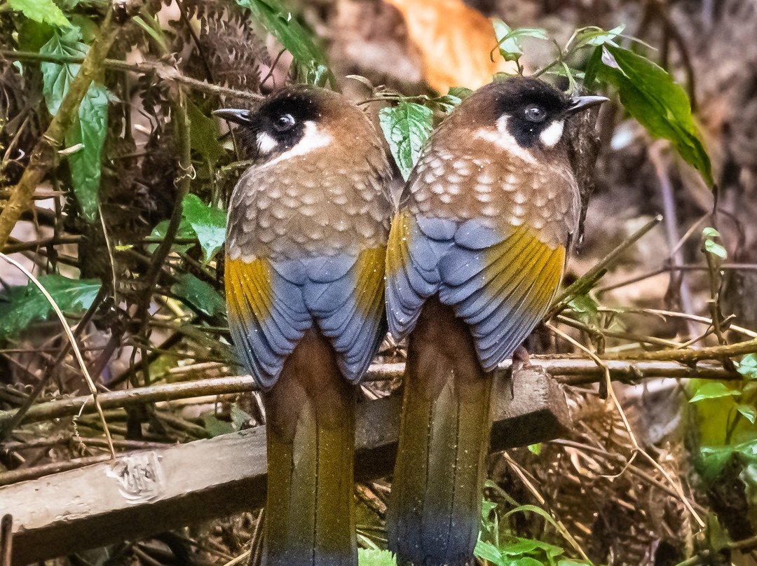 Lava-大吉岭必去景点