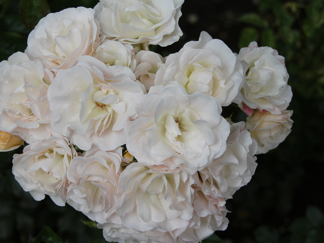 Plaza de Armas-Coyhaique必去景点