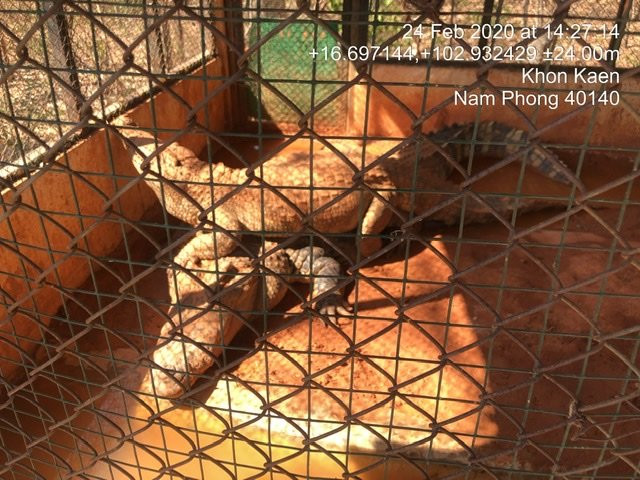 King Cobra Village景点图片