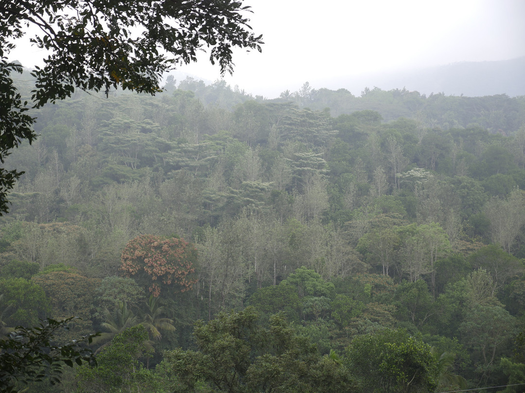 Forest Canopy Thekkady主图