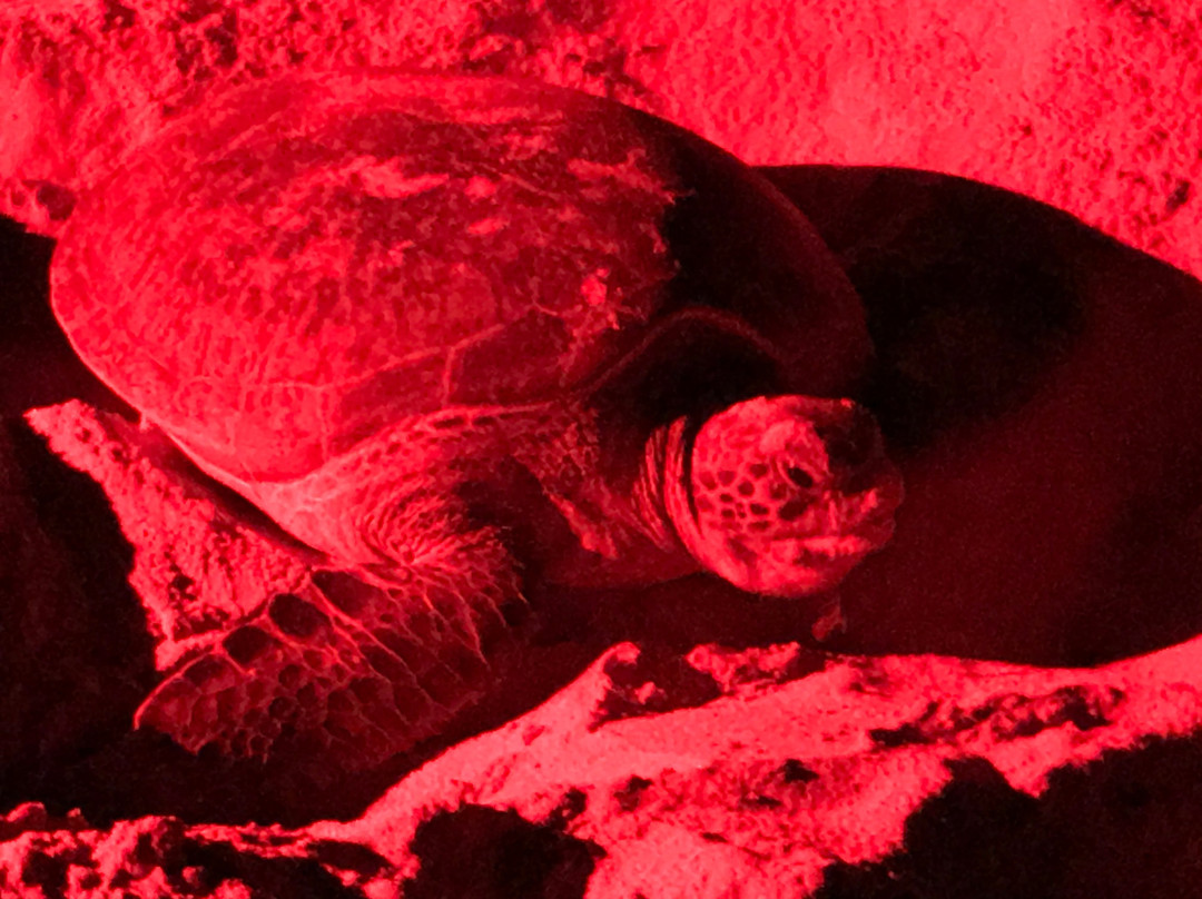 Turtle Conservation Project Turtle Watch景点图片