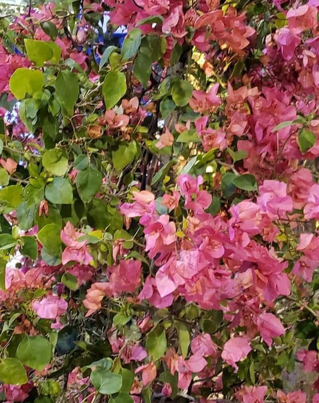 PHS Pop Up Garden South Street-费城必去景点