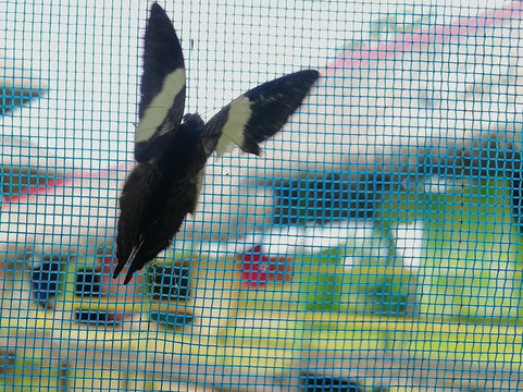 Lupuna jungle tours-伊基托斯必去景点